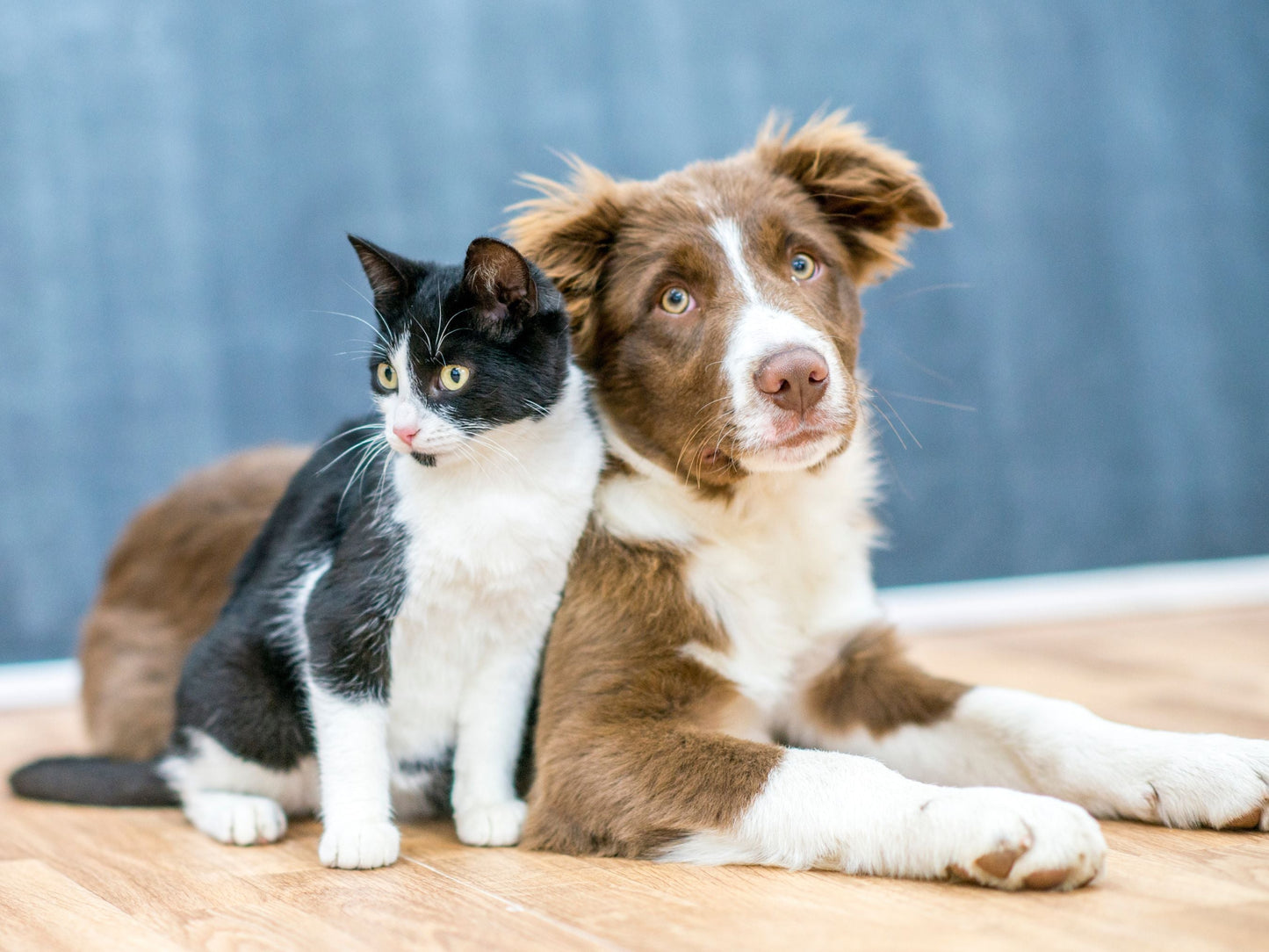 Une lecture psychique détaillée pour les animaux de compagnie